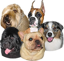 all our breeds of dogs, cats, horses, goats and iguanas too